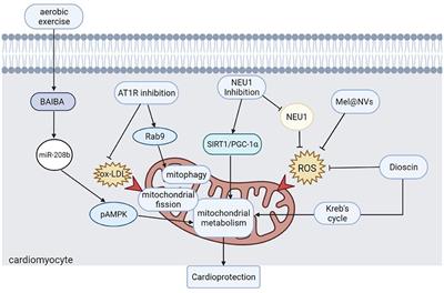Editorial: Mitochondrial Metabolism in Ischemic Heart Disease